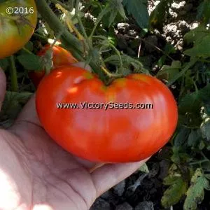Diener Tomato