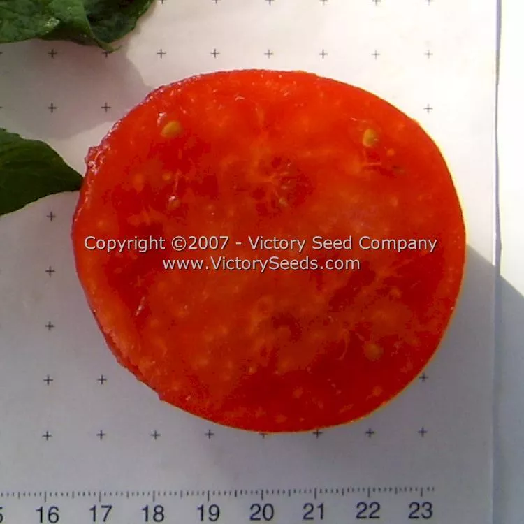 Legend Tomato
