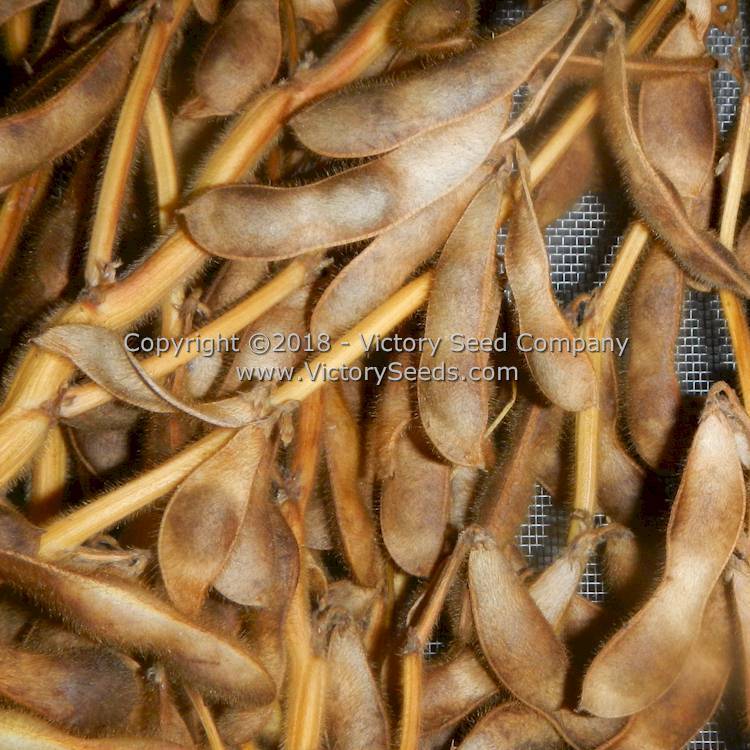 Black Pearl Soybean