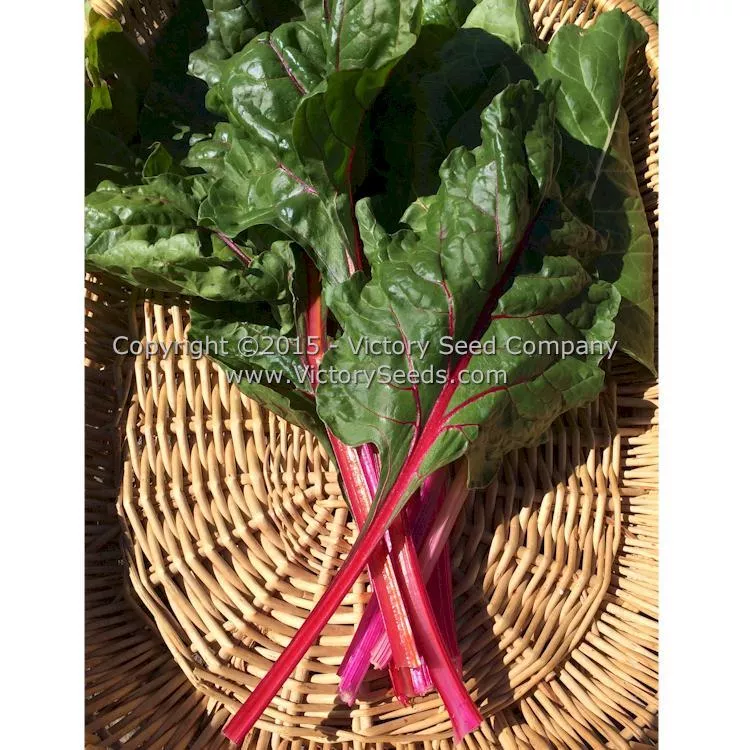 Pink Lipstick Swiss Chard