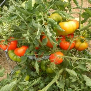 Allred Tomato
