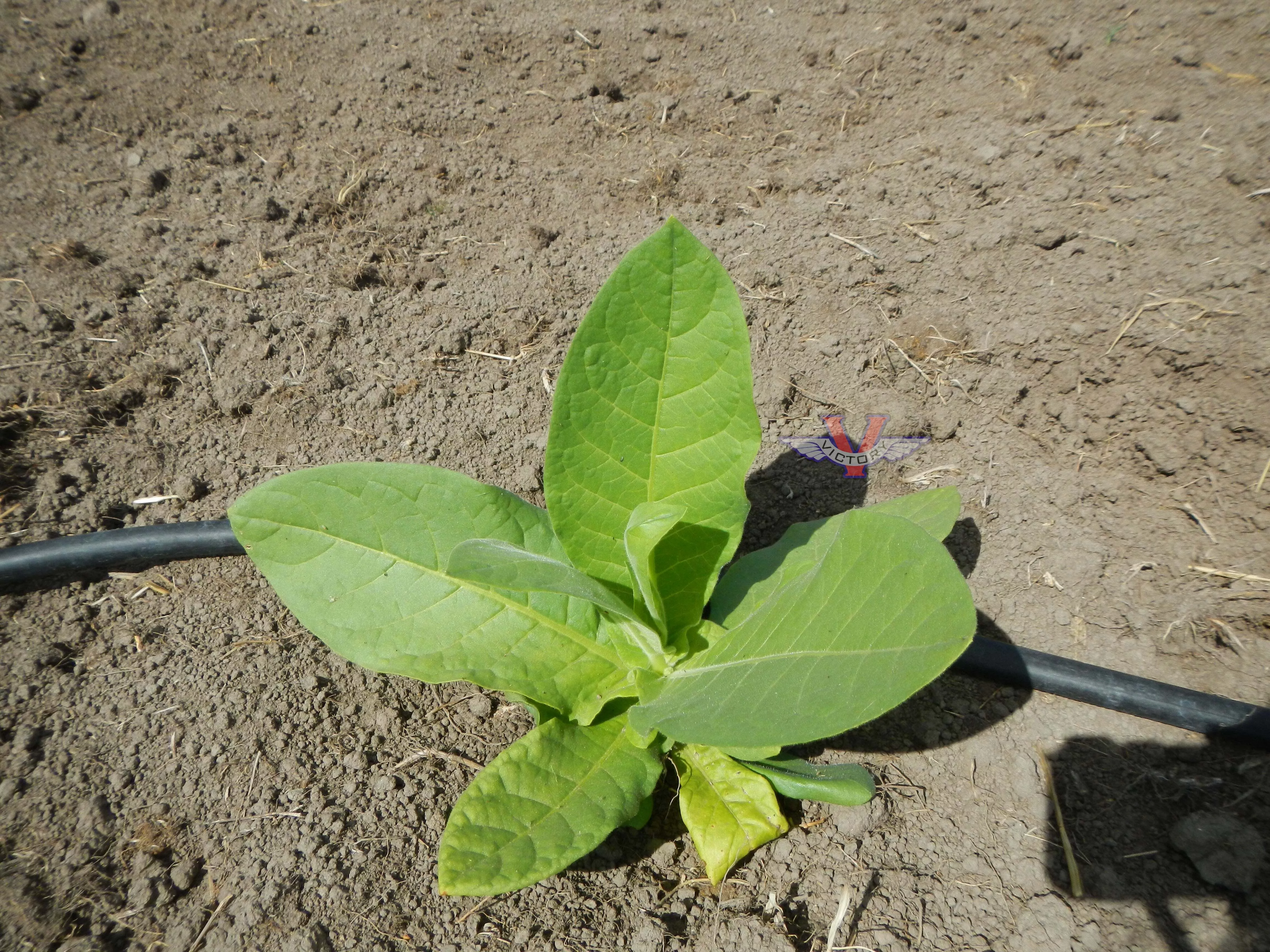 Jorge Grande Tobacco