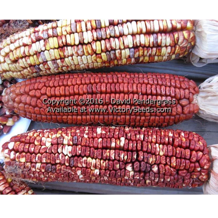 Petmecky Flint / Flour Corn