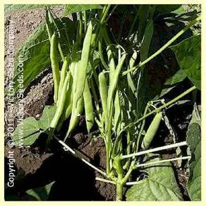 Gross Brother's Vermont Cranberry Bush Garden Bean