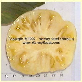 Taylor Lacey Leaf Tomato