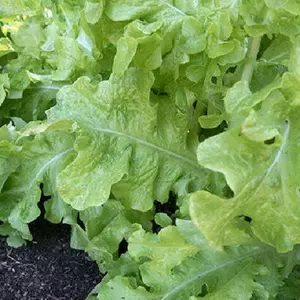 Salad Bowl, Green - Leaf Lettuce