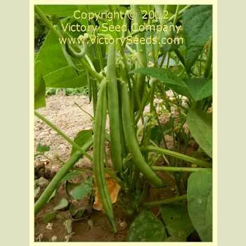 Slenderette Bush Green Garden Bean