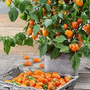 Habanero Hot Pepper