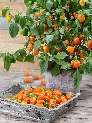 Habanero Hot Pepper