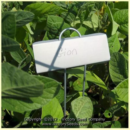 Gion Soybean