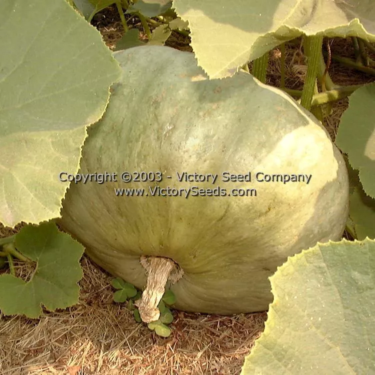 Sweet Meat Winter Squash