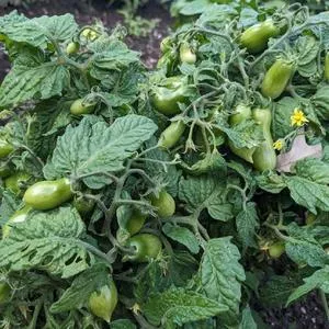 Laura #5 Tomato