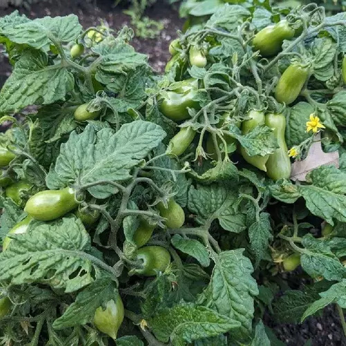 Laura #5 Micro Dwarf Tomato