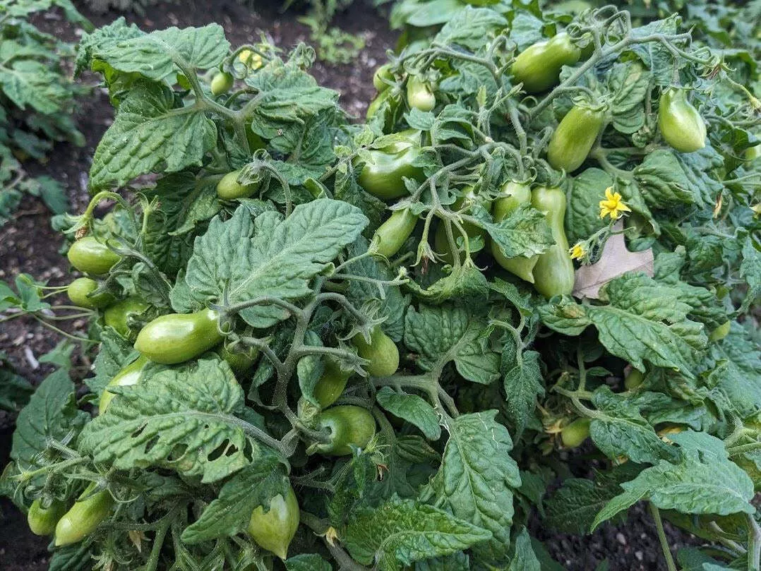 Laura #5 Tomato