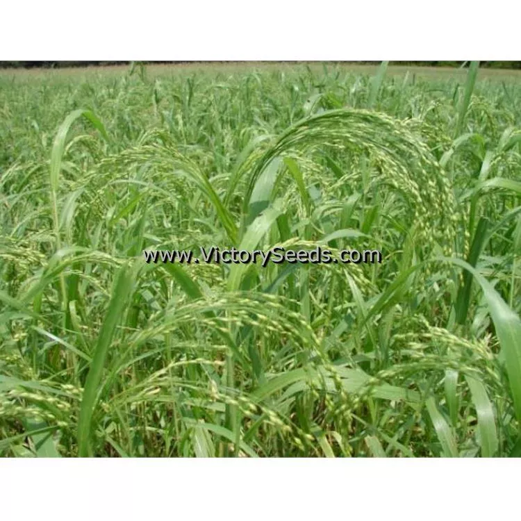 Proso Millet 'Dove'