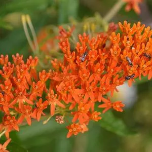 Butterfly Milkweed