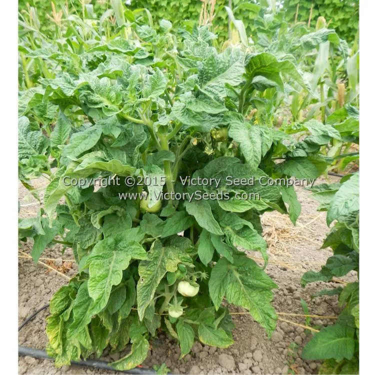 Summer Sweet Gold Tomato