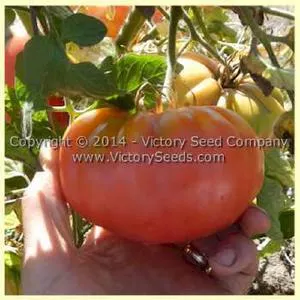 Giroc Tomato
