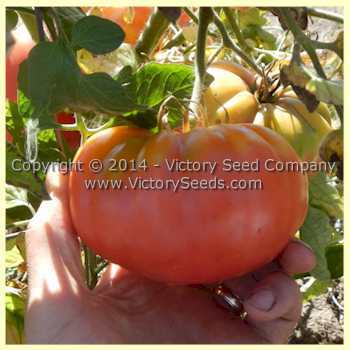 Giroc Tomato