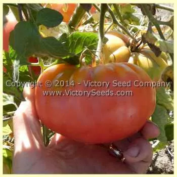 Giroc Tomato