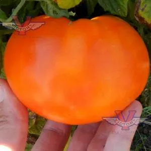 Loxton Lad Tomato