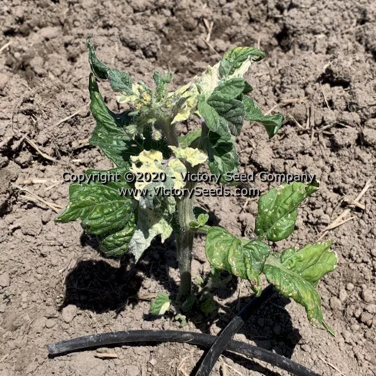 Dwarf Walter's Fancy Tomato