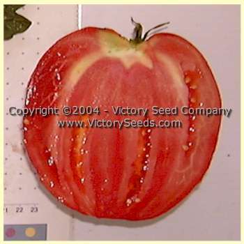 Mediterranean Tomato