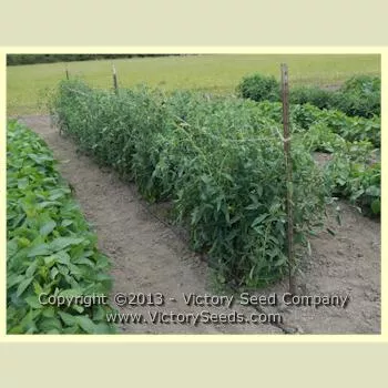 Mama Leone Tomato