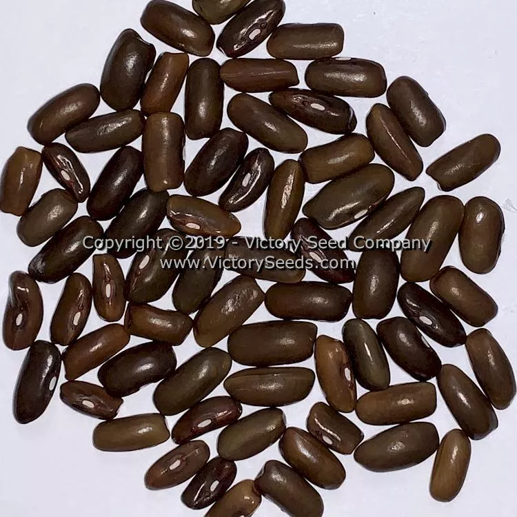 George's Fowler Pole Green Garden Bean