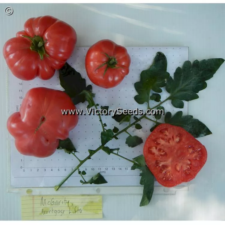 McGarity's Mortgage Lifter Tomato