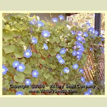 Morning Glory, Heavenly Blue