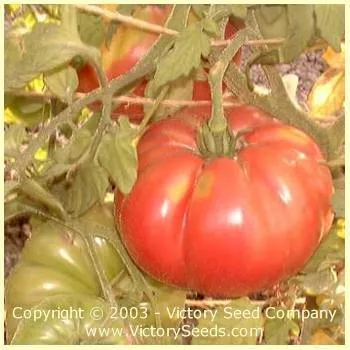 Florida Pink Tomato