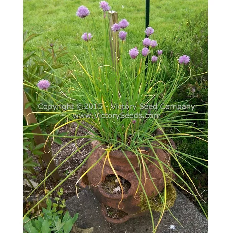 Chives