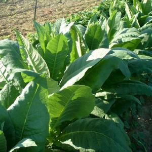 Catterton Tobacco