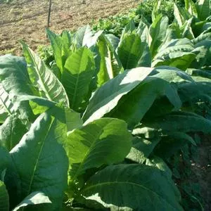 Catterton Tobacco
