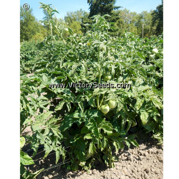 Deaton's Dwarf Tomato