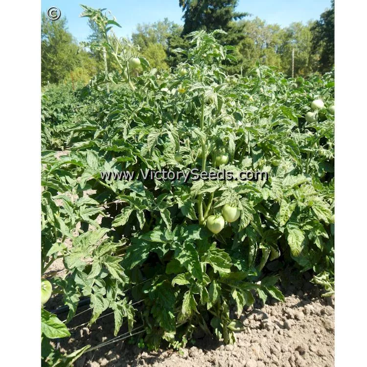 Deaton's Dwarf Tomato