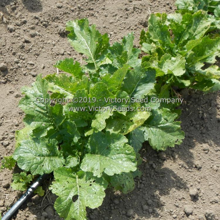 Spring Rapini Raab Broccoli