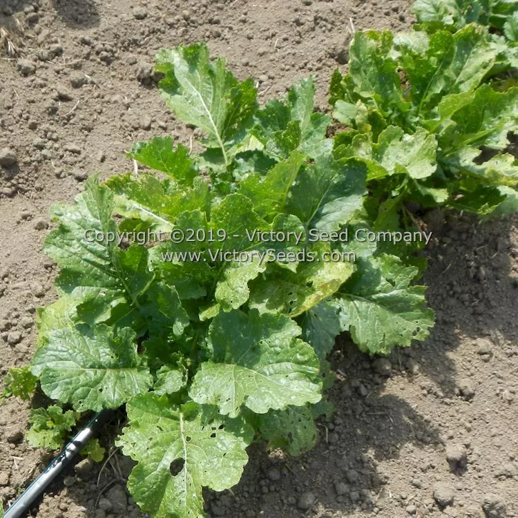 Spring Rapini Raab Broccoli