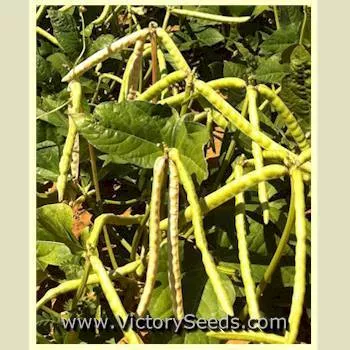 Mississippi Silver Southern Pea