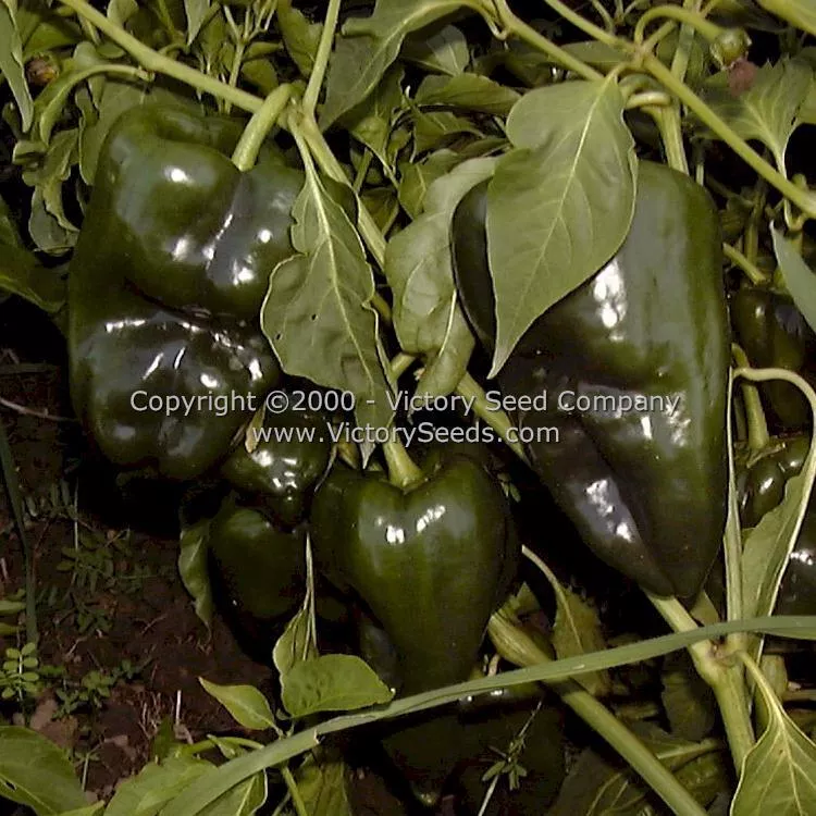 Poblano (Ancho) Hot Pepper