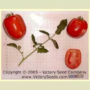 Saucy Tomato
