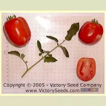 Saucy Tomato
