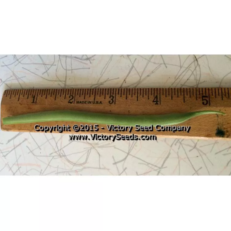 Spartan Arrow Garden Bean
