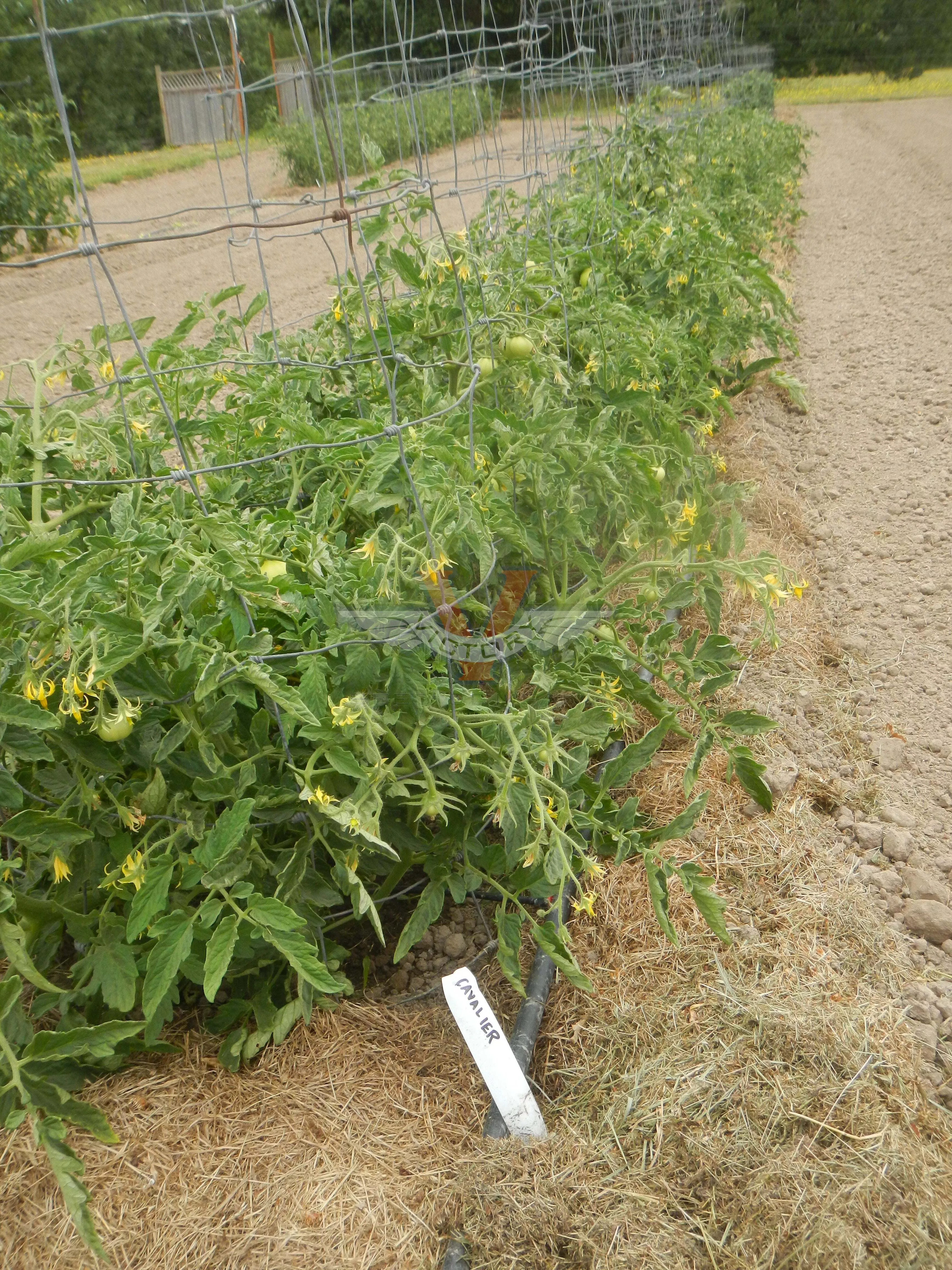 Cavalier Tomato