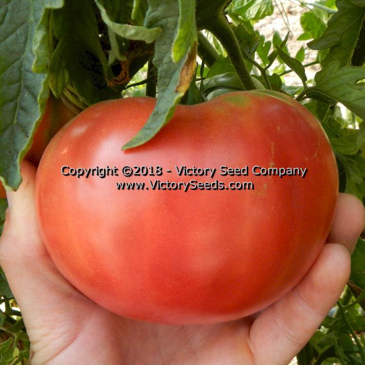 Springston Heirloom Tomato