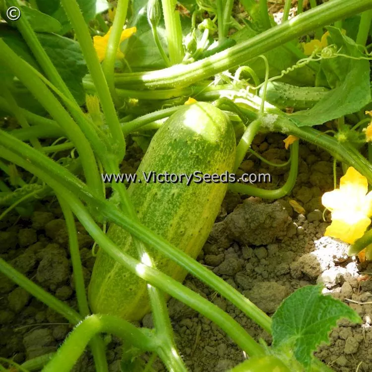 Snow's Fancy Pickling Cucumber