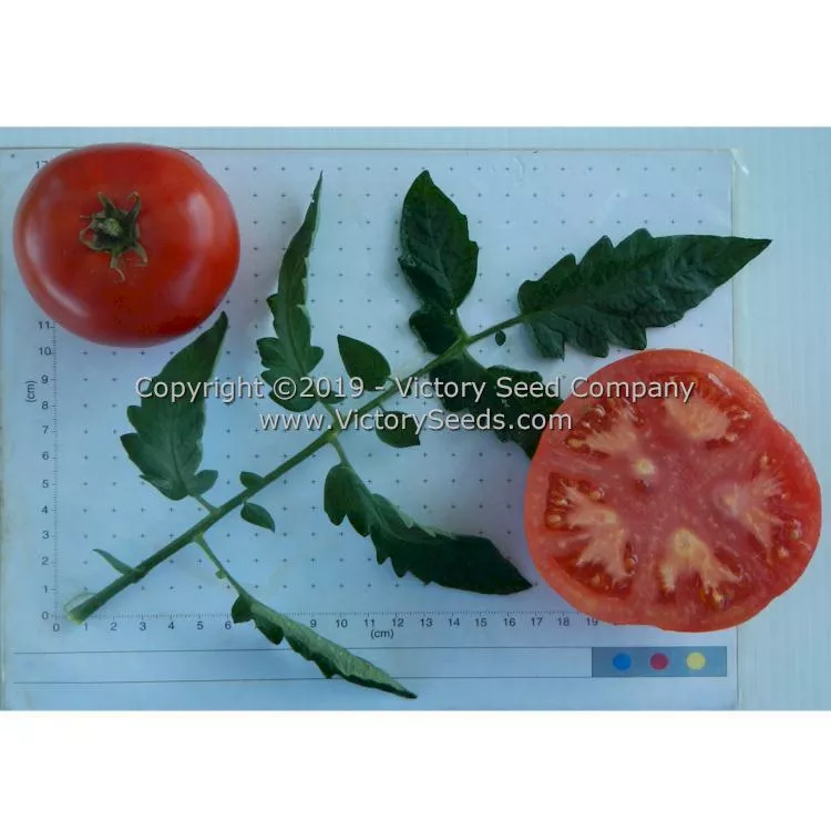 Michigan Red Wonder Tomato