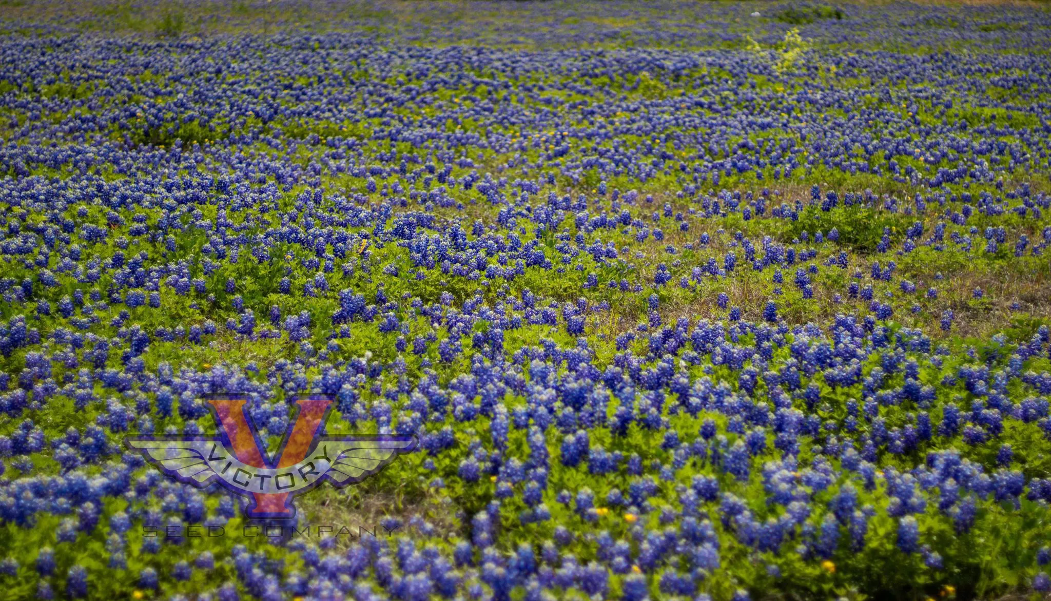 Texas Bluebonnet