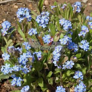 Forget-Me-Nots